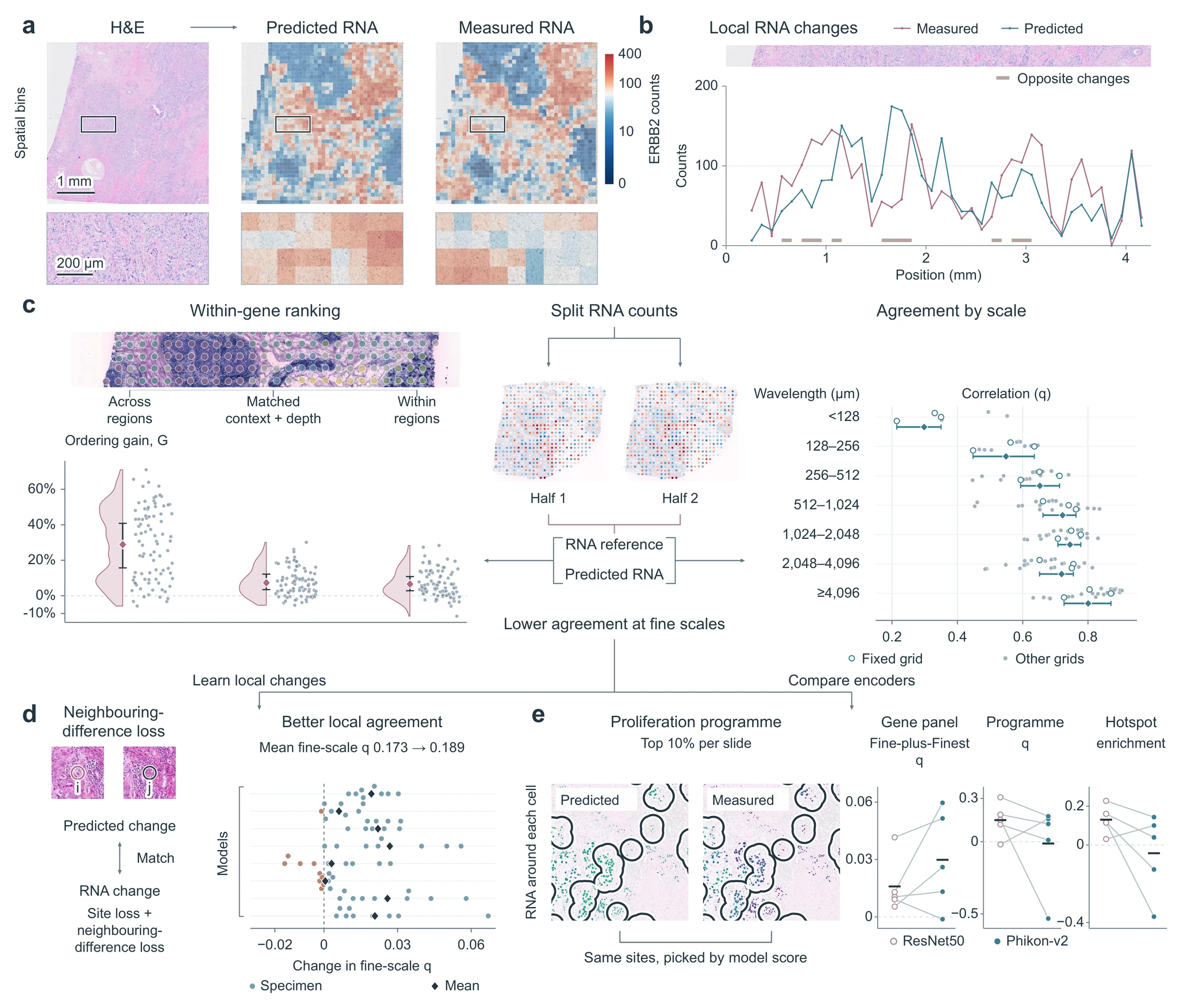 Figure 1 of the manuscript: predicted and measured ERBB2 in a breast cancer section, a transect of local changes, split RNA counts as the reference for ordering gain and noise-corrected correlation, the neighbouring-difference loss, and an encoder comparison in sCellST.